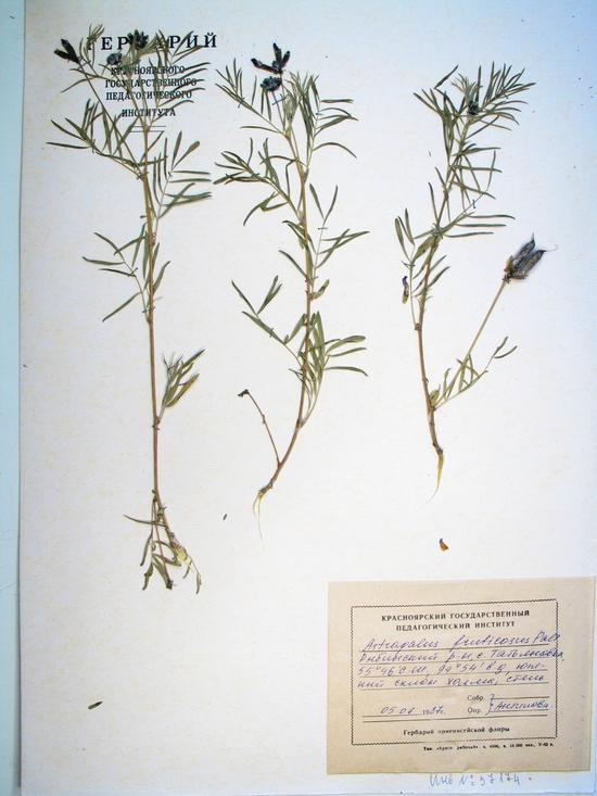 Astragalus suffruticosus