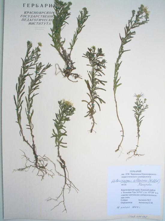 altaicus (Willd.) Novopokr.