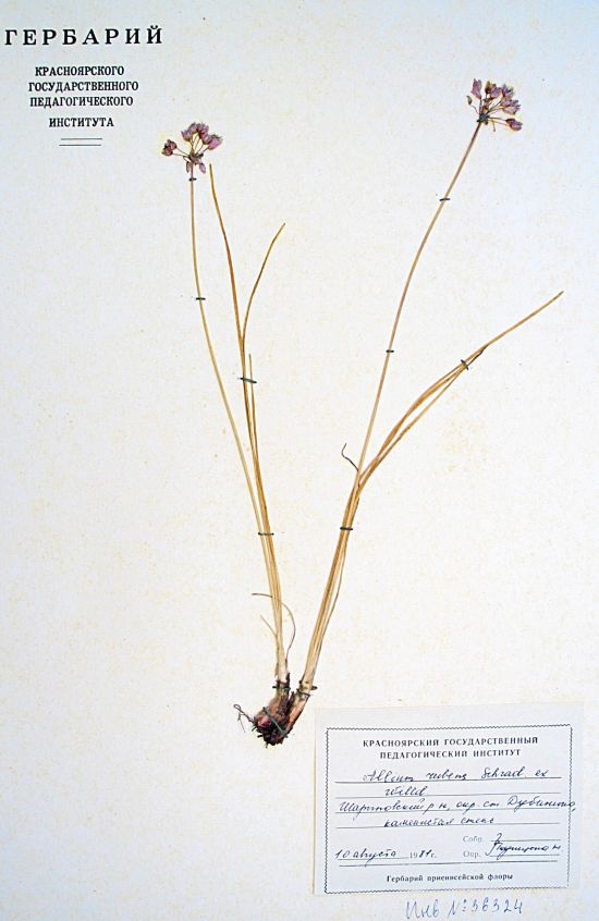 rubens Schrad. ex Willd.