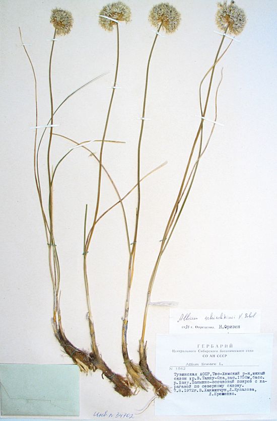 Allium schischkinii K. Sobol.