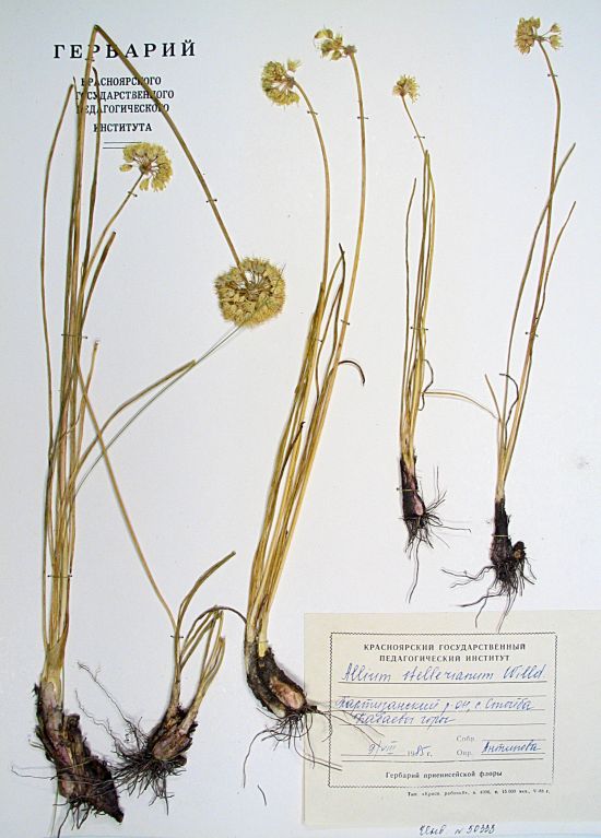 stellerianum Willd.