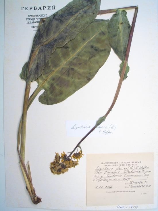 Ligularia glauca (L.) O. Hoffm.
