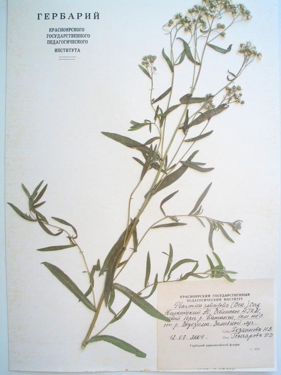 salicifolia (Bess.) Serg.