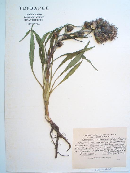 Saussurea baicalensis