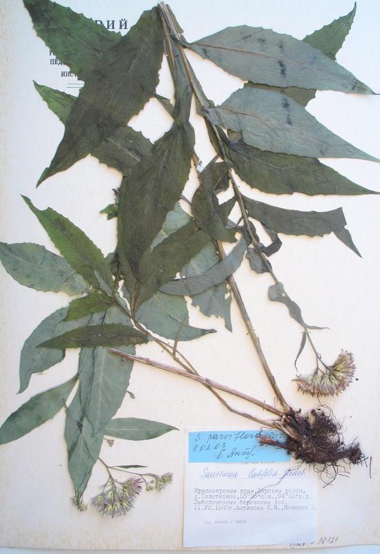 parviflora (Poir.) DC.