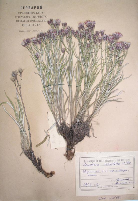 salicifolia (L.) DC.