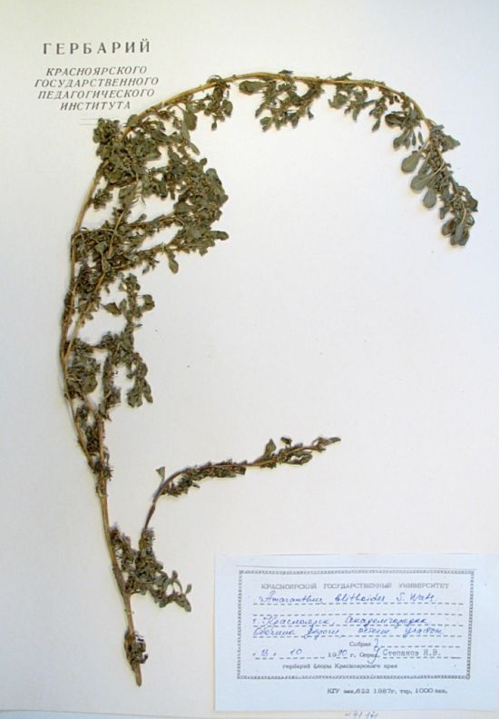 Amaranthus blitoides S. Wats.