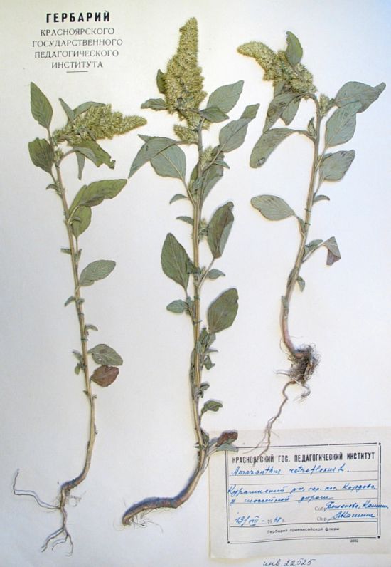 Amaranthus retroflexus L.