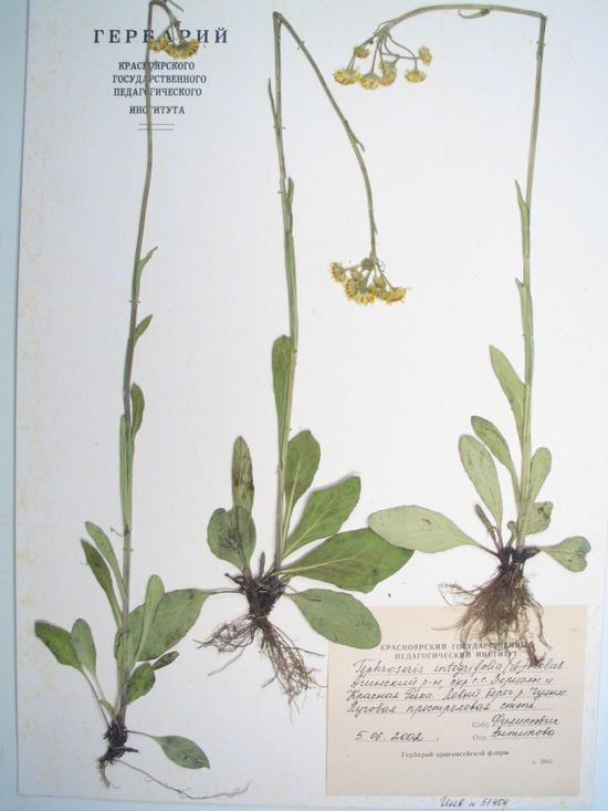 integrifolia (L.) Holub
