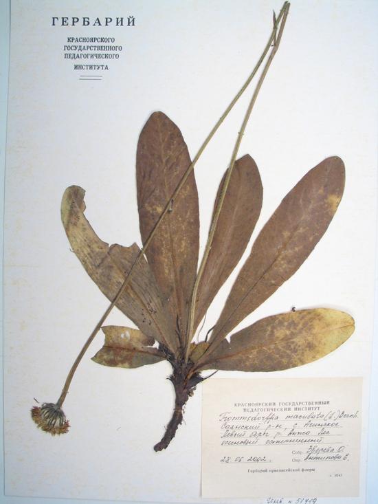 maculata (L.) Bernh.