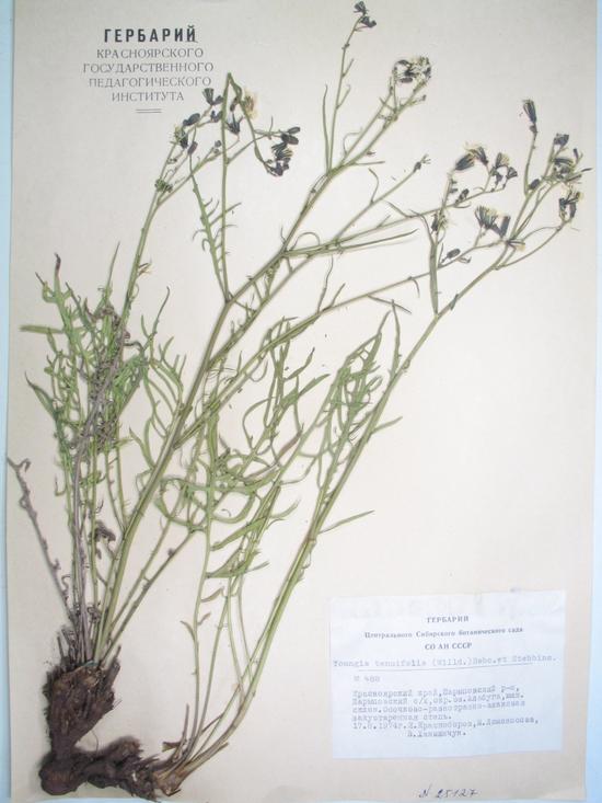 tenuifolia (Willd.) Babc. etStebb.