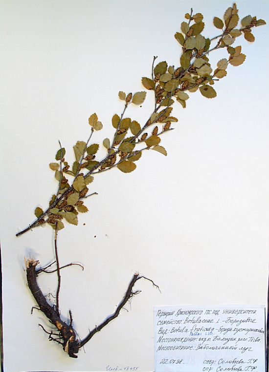 Betula fruticosa Pall.