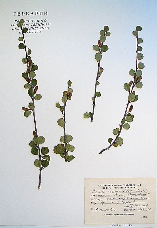 Betula rotundifolia Spach