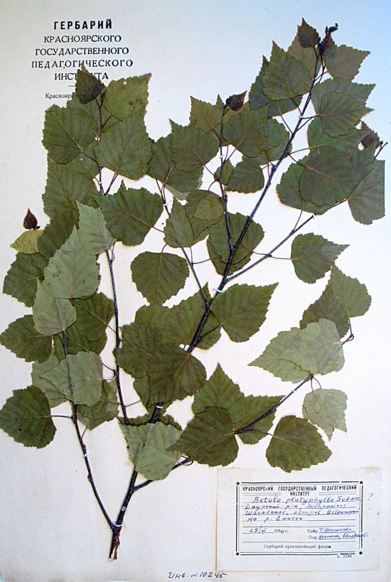 Betula platyphylla Sukaz.