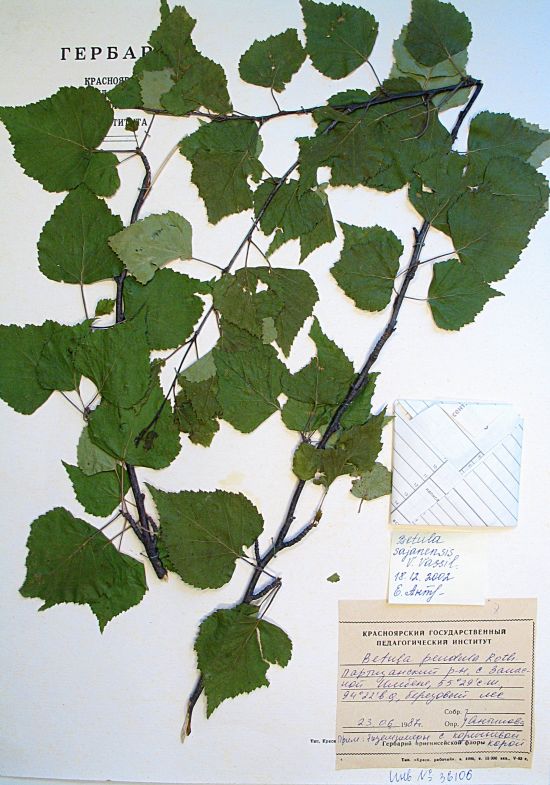 Betula sajanensis V. Vassil.