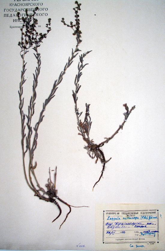 consanguinea (Fisch. et C.A.Mey.) Guerke