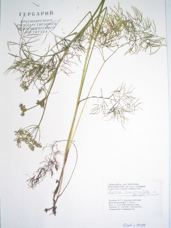 Angelica tenuifolia