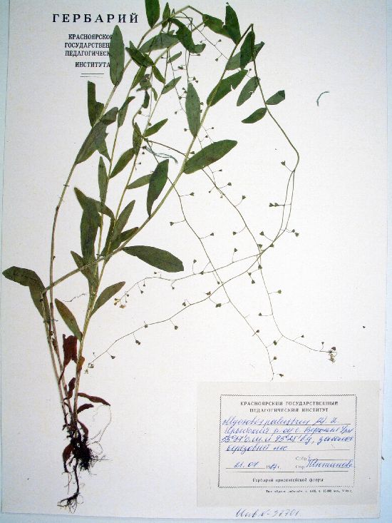 Myosotis palustris