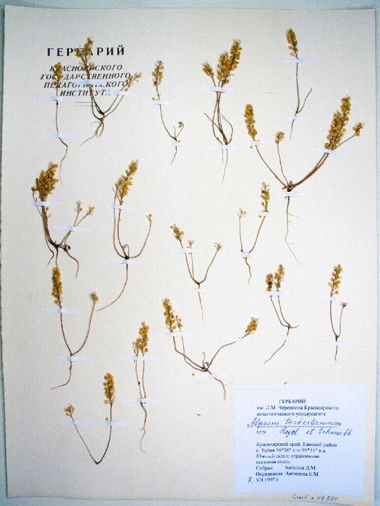Alyssum turkestanicum Regel et Schmalh.