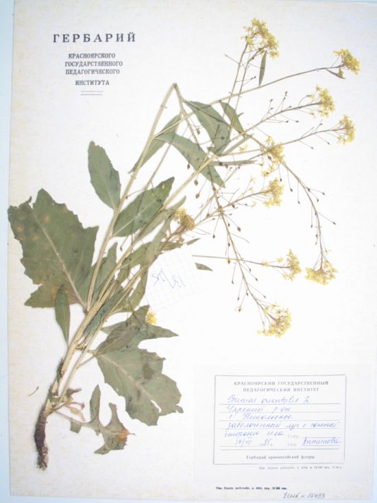 Bunias orientalis L.