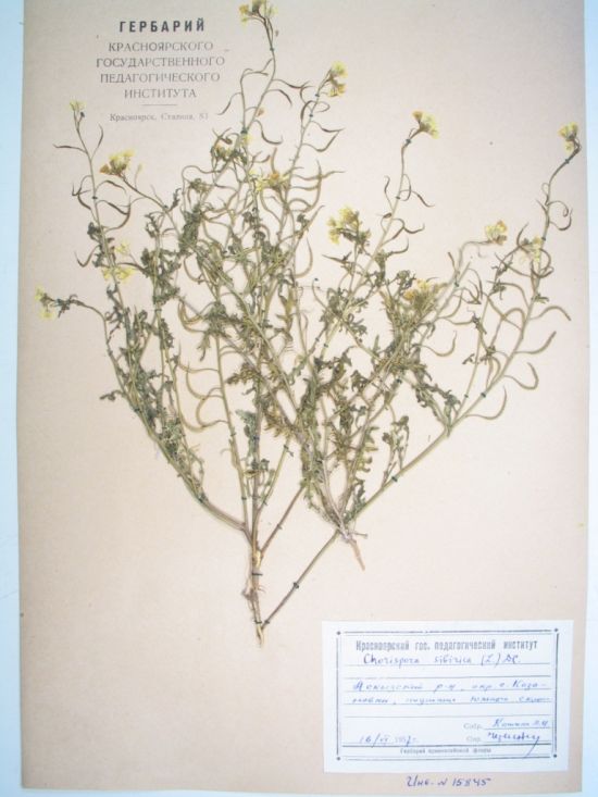 Chorispora sibirica