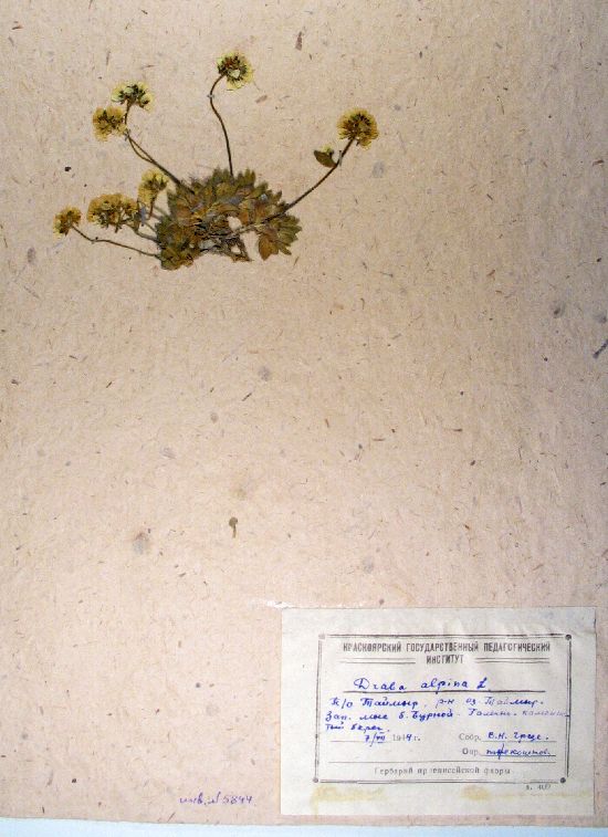 Draba alpina L.