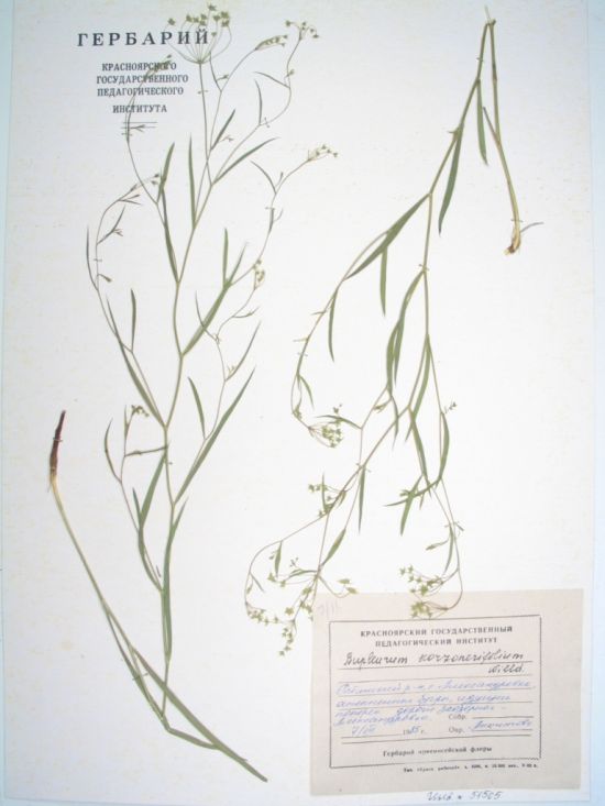 Bupleurum scorzonerifolium Willd.