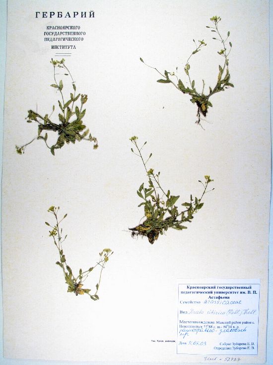 Draba sibirica