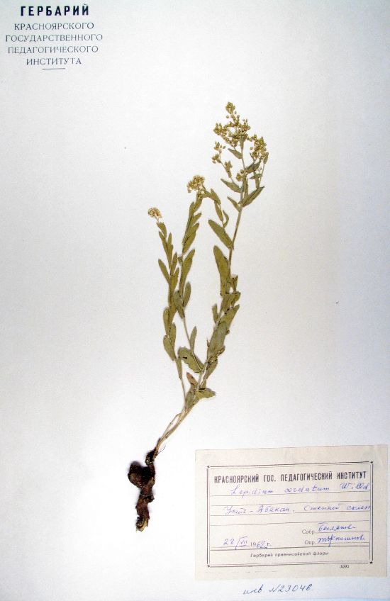 Lepidium cordatum Willd. ex DC.