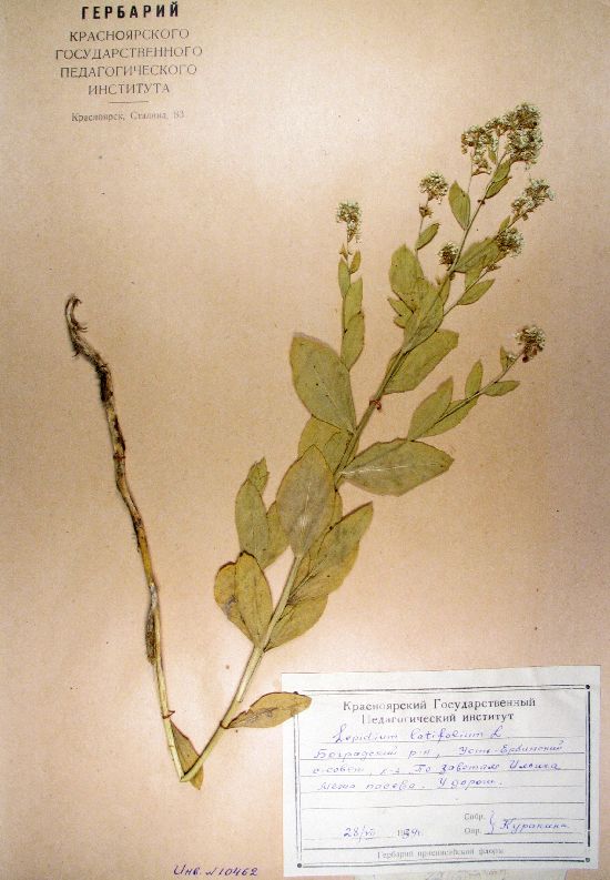 Lepidium latifolium L.