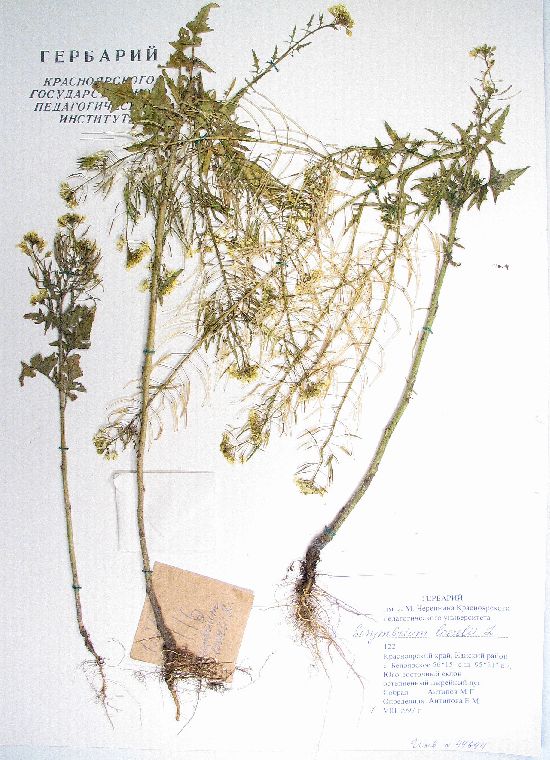 Sisymbrium loeselii L.