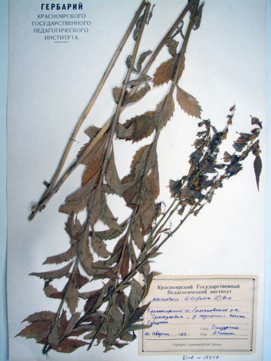 liliifolia (L.) A. DC.