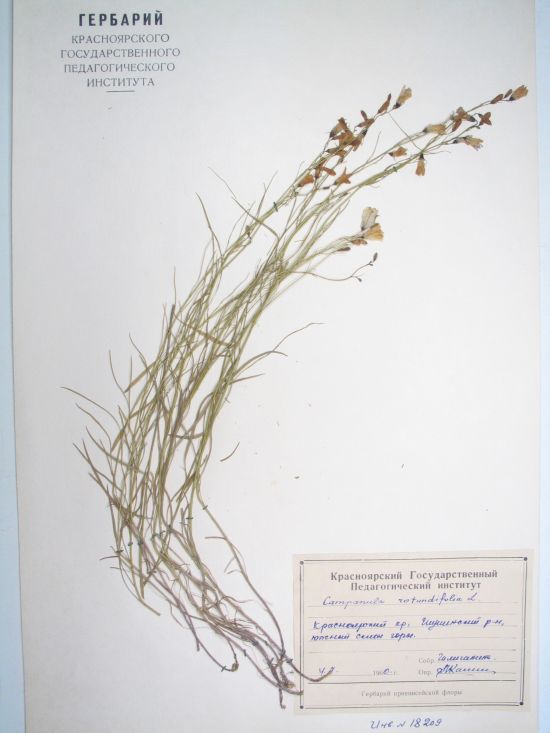 rotundifolia L.