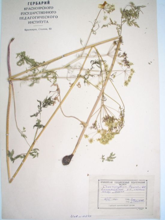 Chaerophyllum prescottii DC.
