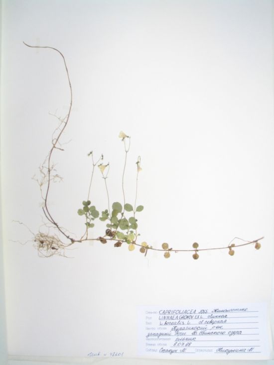 Linnaea borealis L.