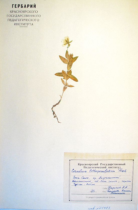 Cerastium lithospermifolium Fisch.