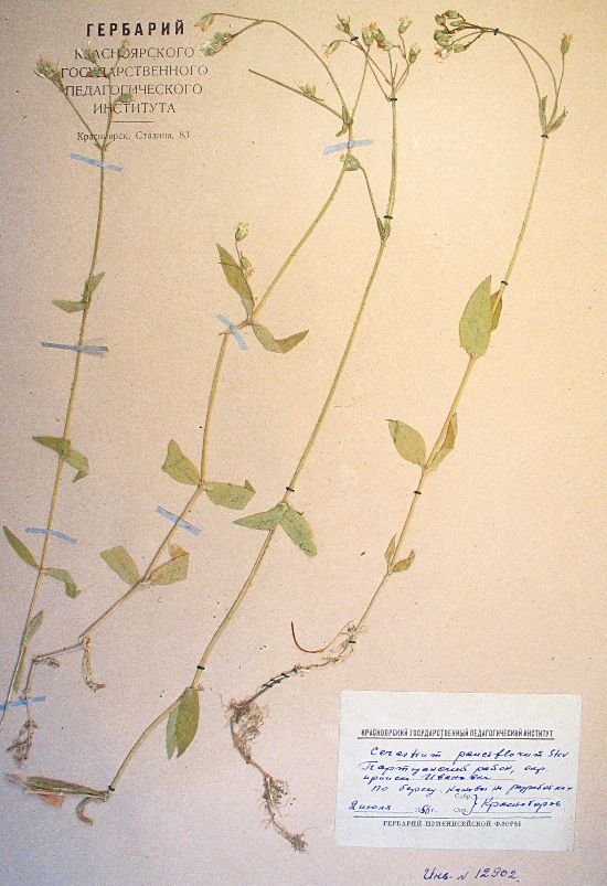 Cerastium pauciflorum Stev. ex Ser.