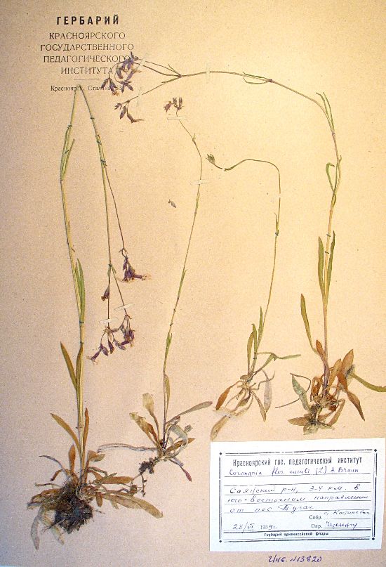 Coccyganthe flos-cuculi