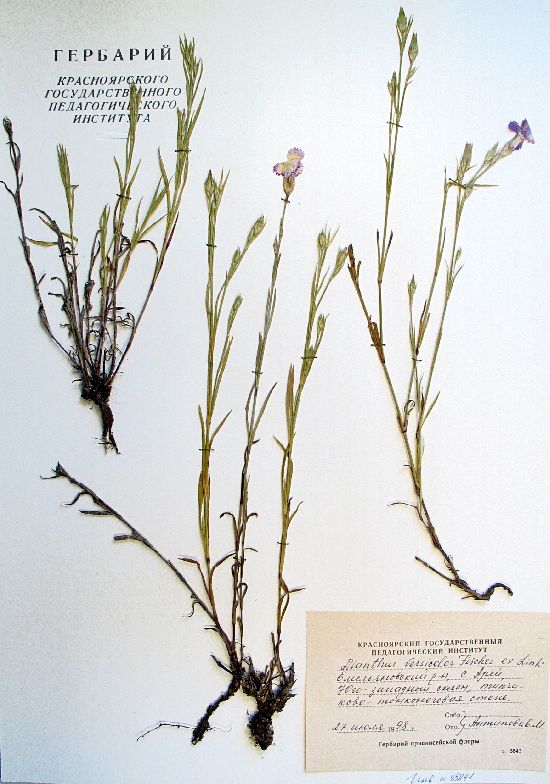 Dianthus versicolor Fisch. ex Link