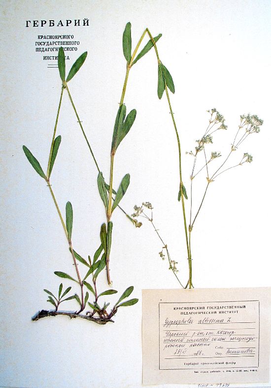 Gypsophila altissima L.
