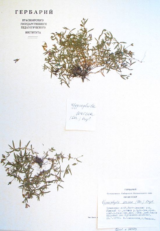 Gypsophila sericea