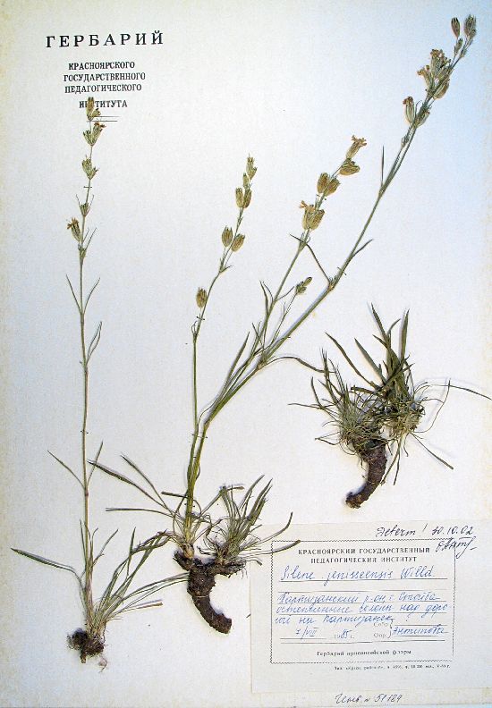 Silene jeniseensis Willd.