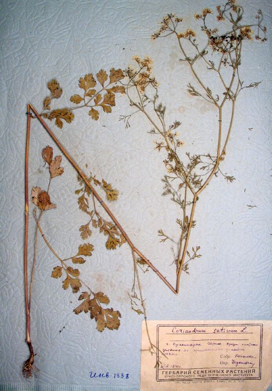 Coriandrum sativum L.
