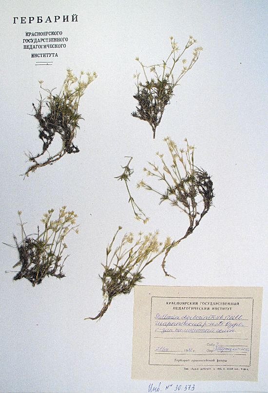 Stellaria cherleriae