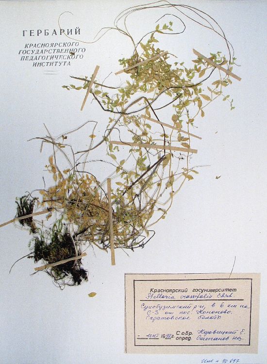 Stellaria crassifolia Ehrh.