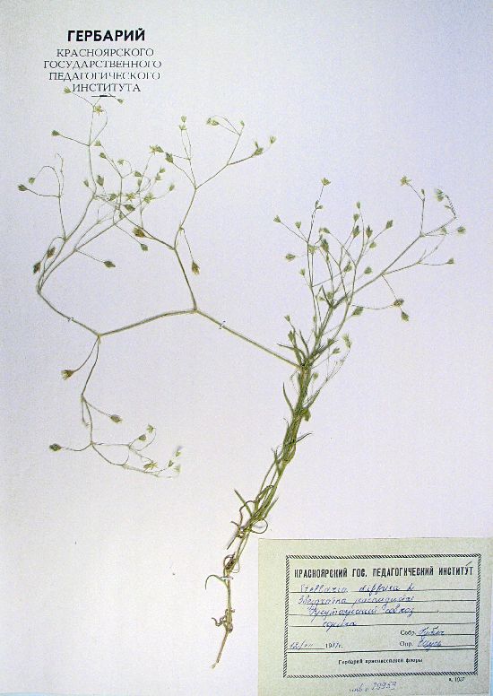 Stellaria longifolia Muehl ex Willd.