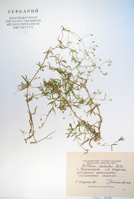 Stellaria palustris Retz.