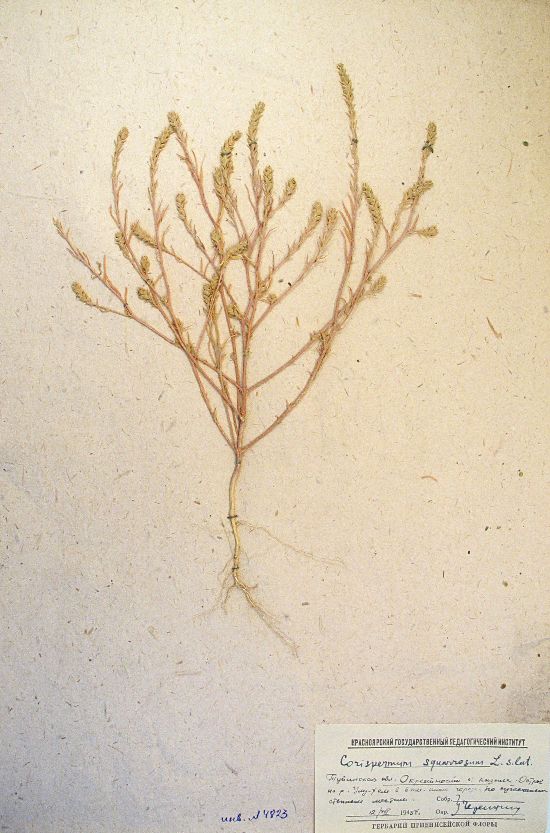 Agriophyllum squarrosum