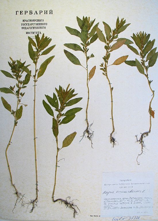 Axyris amaranthoides L.