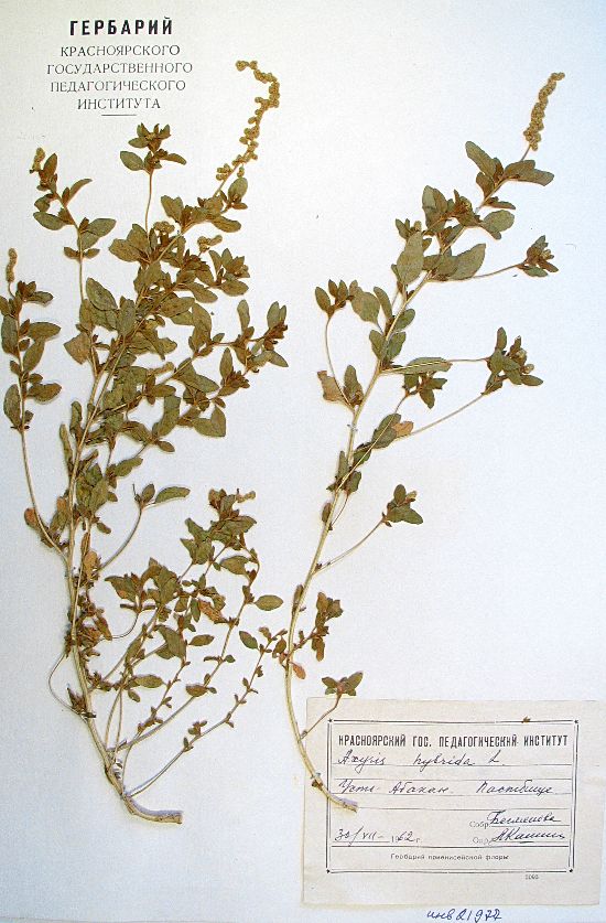 Axyris hybrida L.